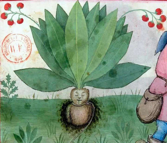 A medieval drawing of a mandrake with its eyes closed and rich green leaves spreading above the ground