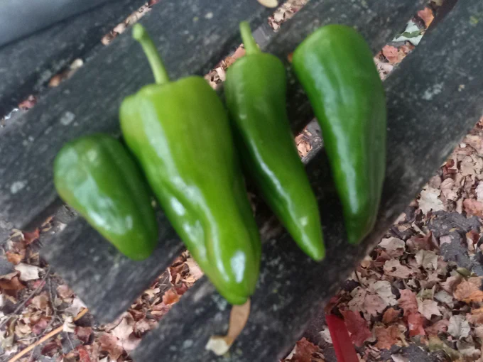 Four green shepherd peppers on a wooden table, with fall fallen leaves visible on the surrounding ground.