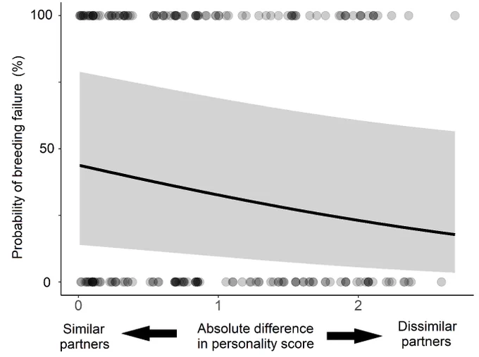 A line graph showing the relationship between the probability of breeding failure and the similarity of personalities with pairs. The line from the model slopes down from the left to the right of the graph. There are dark points representing breeding attempts which demonstrate success or failure. Grey shading represents the confidence intervals. As the similarity between pairs decreases, there are more points associated with failure than when similarity is high.  