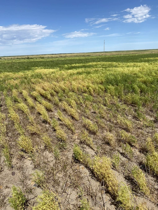 Wilted lentil plants
