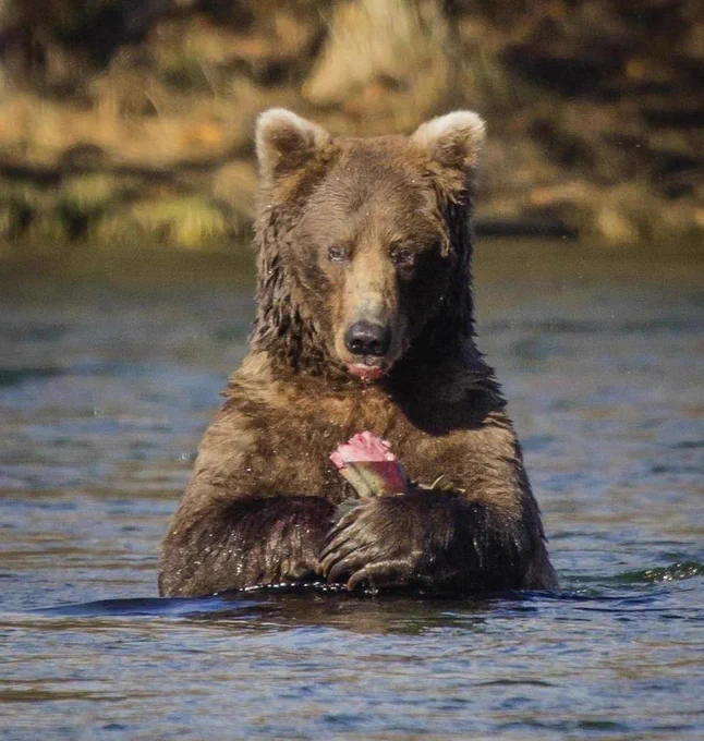 A large bear, half submerged in water, dines on a caught fish. Photo by D. Kopshever