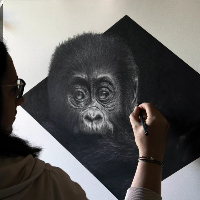 The artist Magali Lapeyre-Mirande working on her drawing of a gorilla, part of her original series 'Wild Encounters' 