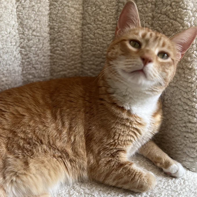an orange cat is looking very curious and fresh and not at all dusty