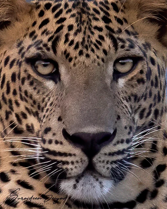 Whiskers and Rosettes. Subadult male leopard at Yala National Park Sri Lanka 

This is the 2nd of the 3 portraits I was planning to present. #photo of this #leopard was captured in April 2021 when he was stepping into a life on his own. The world was at a standstill as far as he was concerned. He chose a rocky outcrop called Khomba (Neem tree) Kema to lounge until the arrival of dusk, and the promise of food.
Looking for paws and pugmarks of leopards is an art in itself, and we are often drawn to Parks to test our hunter gatherer instincts . Pugmarks if made on the sandy gravel, are easily detected, and are a sure-fire clue that could lead to a #cat. Trackers use these telltale marks to pick up their presence and direction of movement.

Once tracked they have more tips and tricks  You’d probably know that they have unique rosette patterns, that can be used to identify them, meaning no two leopards share the same spot pattern.