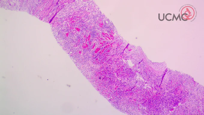 40X magnification
