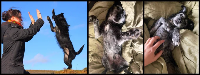 collage of three photos: left: a young, black Siro on his hindlegs doing a double high five with me, centre and right: Siro curled up in a blanket, stretching his fron legs into the air and demanding a belly rub
