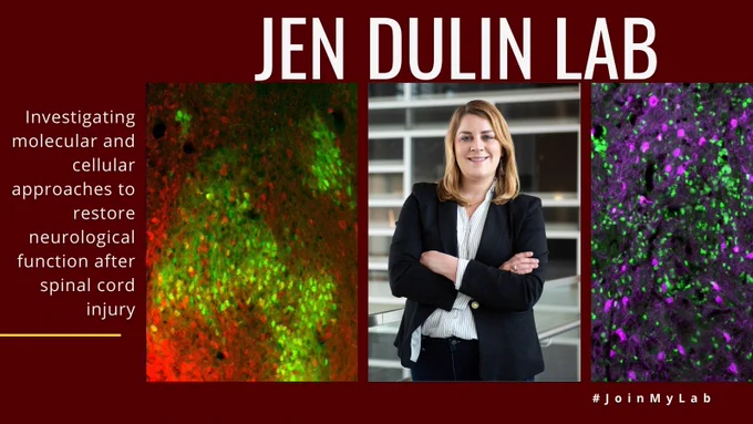 Join My Lab Jen Dulin Lab Investigating molecular and cellular approaches to restore neurological function after spinal cord injury