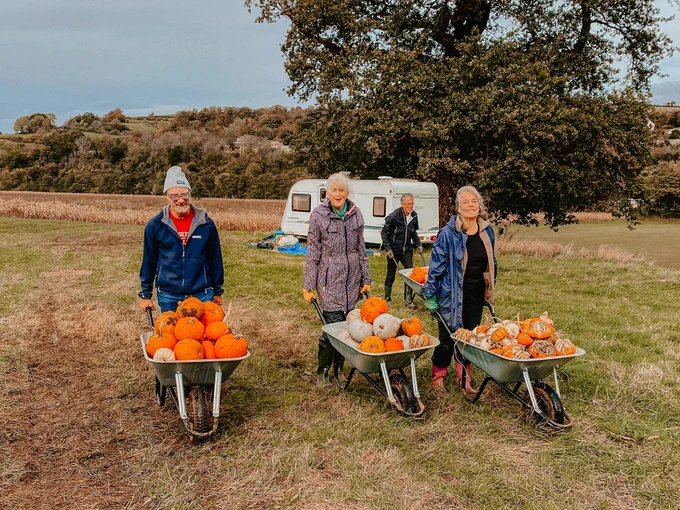 Four people with wheelbarrows full of pumpkins in a field. An oak tree in the background.