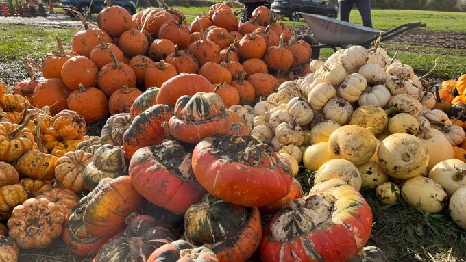 A close-up of the pile of gleaned pumpkins sorted by variety. There are orange, white, yellow and turban pumpkins visible.
