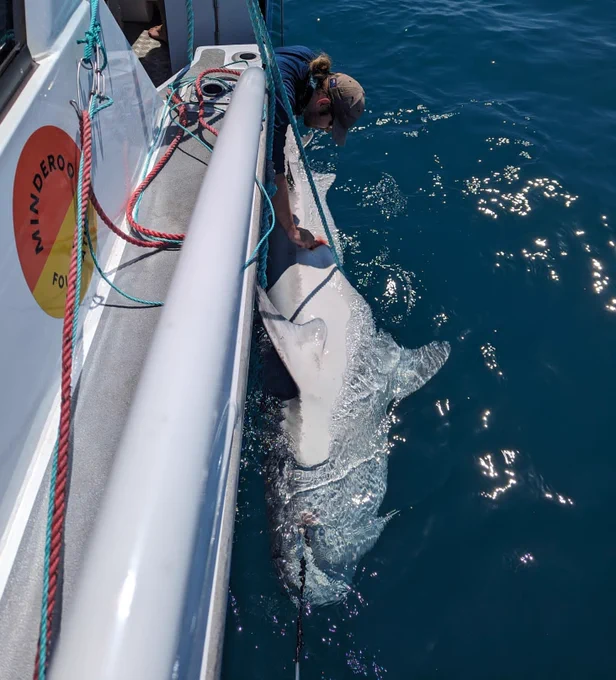 Permitted Tiger Shark Research at Exmouth Gulf, October 2023. Photo by Mark Meekan. Research permit held by Ben D'Antonio and supported by The Minderoo Foundation, University of Western Australia and the Oceans Institute. 