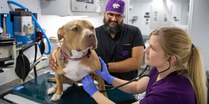 A K-State veterinarian listens to the heartbeat of a dog.
