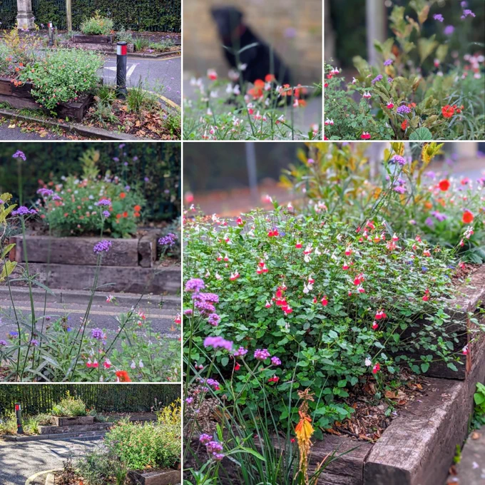 The Bonner Hill Road planter project to inject colour and life into two former concrete areas came third in Kingston Society's Townscape Awards People's Choice category.