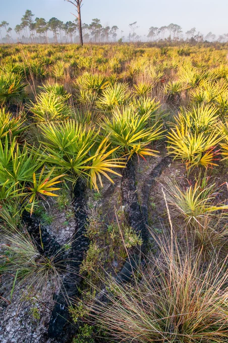Photo showing the fire-blackened stems of fire-adapted saw palmetto (Serenoa repens) grow along the surface in Florida upland vegetative communities. The branching of stems shows the clonal spread of this long-lived plant in a flatwoods community at Archbold Biological Station. (Photo by Dr. Reed Bowman.