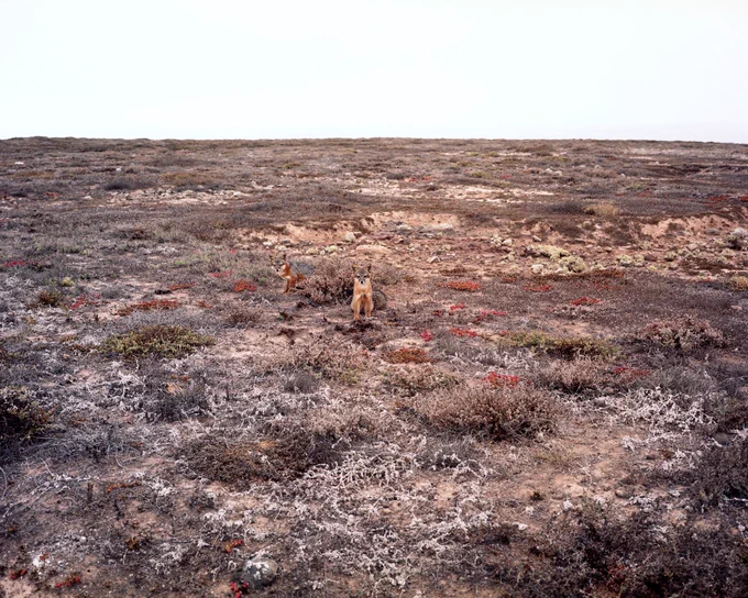 📷 Mercedes Dorame, "Fox Relatives - Kaweewesh 'Eyoohiinkem", 2022; from the series, "Everywhere is West"; courtesey the artist