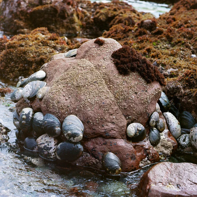 📷 Mercedes Dorame, "I Will Come from the Ocean - Moomvene Kimaaro", 2022;  from the series, "Everywhere is West"; courtesy the artist