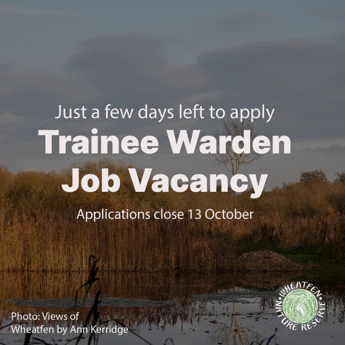 Image of an autumnal broad and golden reeds with text overlaid that says 'Just a few days left to apply: Trainee Warden Vacancy, Applications close 13 October' and the Wheatfen Nature Reserve logo. The photograph is by Ann Kerridge