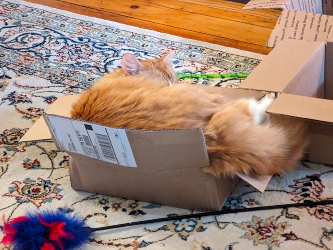 Giant orange cat in a small box tearing it slightly while sitting.