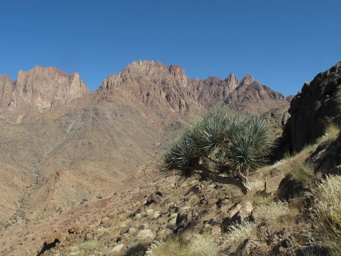 Dracaena tree in mountains of Saudi Arabia