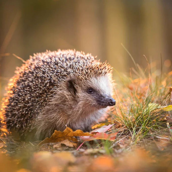 A hedgehog