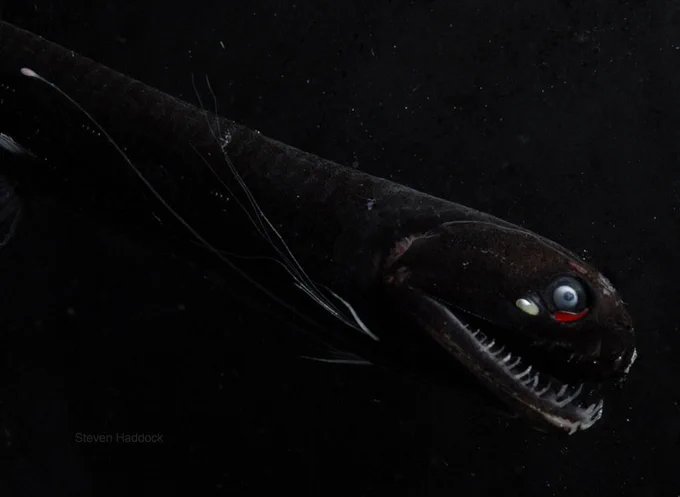 Aristostomias dragonfish photographed aboard a ship with its head and jaw still attached. Most pictures you find will have the jaw dangling open and the head barely attached by the spine.
Two photophores below its eye give it the ability to flash green light (warning) or red light (night-vision to hunt prey). 
The skin has been found to be among the blackest of materials — giving me an excuse for the underexposed appearance  (See Johnsen and Osborn papers.) 
This photo is unfortunately also of a dead specimen—the eye should be black and not milky white—but otherwise in good condition.