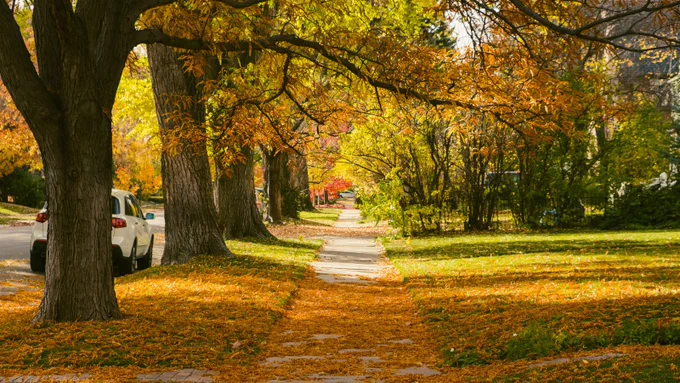 Neighborhood sidewalk with fallen autumn leaves.
