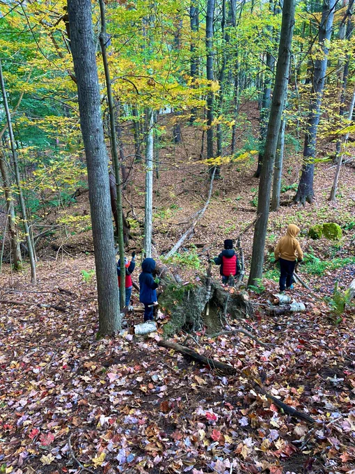 4 first graders in a forest filled with foliage. They are working together to find signs of fall.