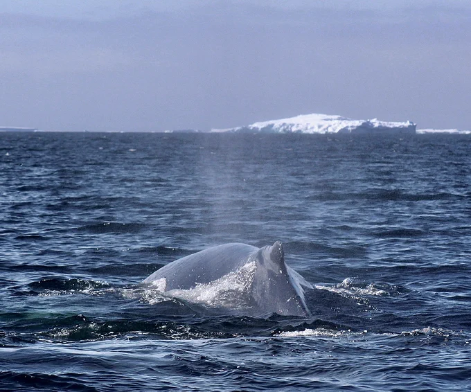 "Incredibly, we have perhaps witnessed another step-change in environmental conditions, seeing firsthand how marine animals are responding to a changing climate," Angus said.