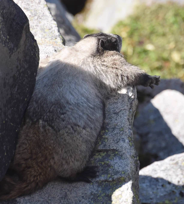 Over it. A marmot rests on a large rock at Mount Rainier. 