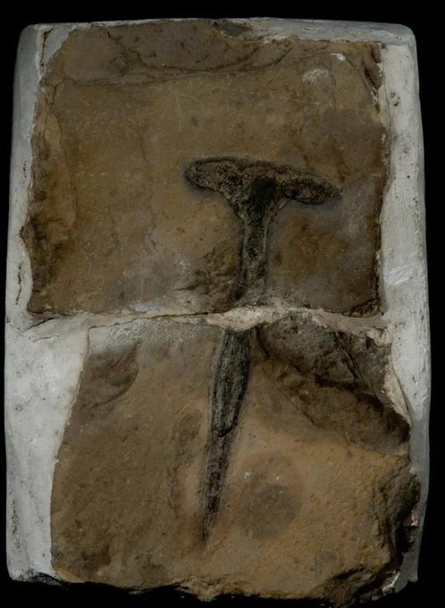 A T shaped fossil in a slab of sandstone