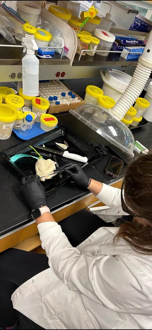 Lauren dissecting an Australian swell shark nose