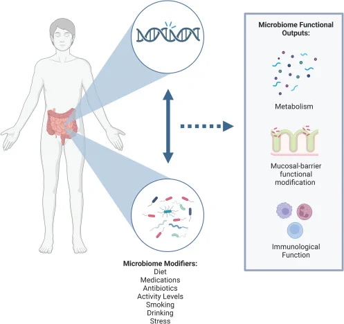 model figure from the linked article depicting a man with a colon. From the colon are 2 callout boxes, one with DNA and the other with bacteria. Between the 2 are bidirectional arrows, and then an arrow from both to a box listing microbiome functional outputs.