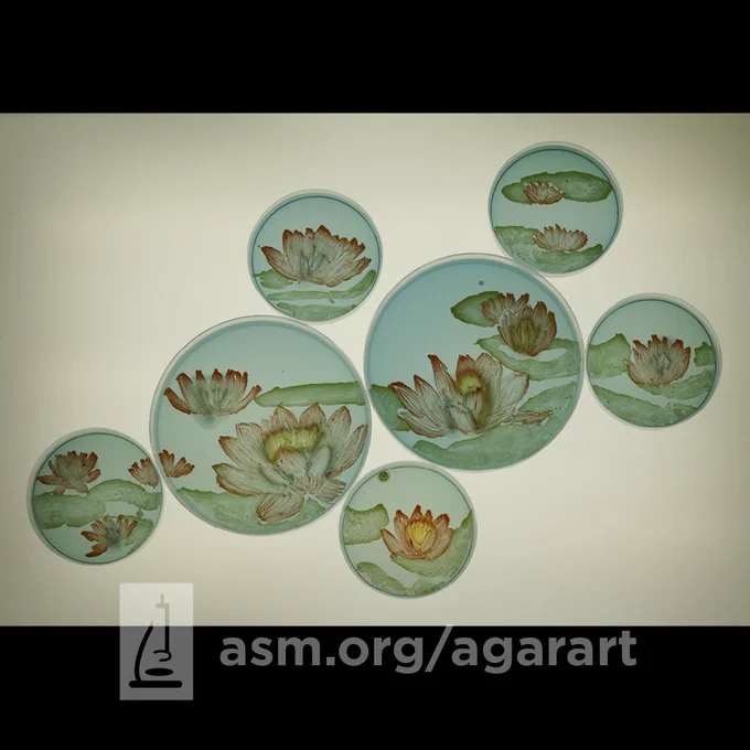A series of circular petri dishes showing flowers growing.