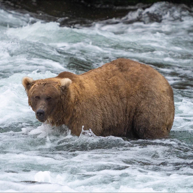 128 Grazer stands in a rushing river and faces the camera.