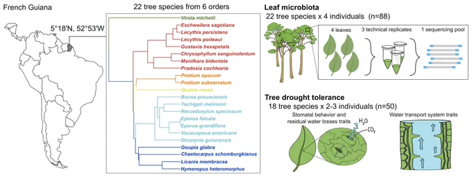 Fig. 1 from the paper, showing a summary of the sampling design. In total, 88 trees growing in the Paracou Research Station in French Guiana were selected for the study. The trees belonged to 22 Neotropical species encompassing 6 orders represented in different colors in the phylogeny. From top to bottom: Magnoliales (green), Ericales (red), Sapindales (orange), Myrtales (yellow), Fabales (light blue), and Malpighiales (dark blue). For each tree, four leaves were collected and processed to characterize leaf microbiota composition. Ecophysiological traits indicative of tree drought tolerance were measured on a subset of 50 trees, encompassing 18 species.