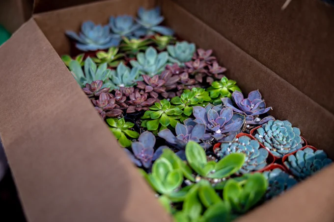 box of succulents