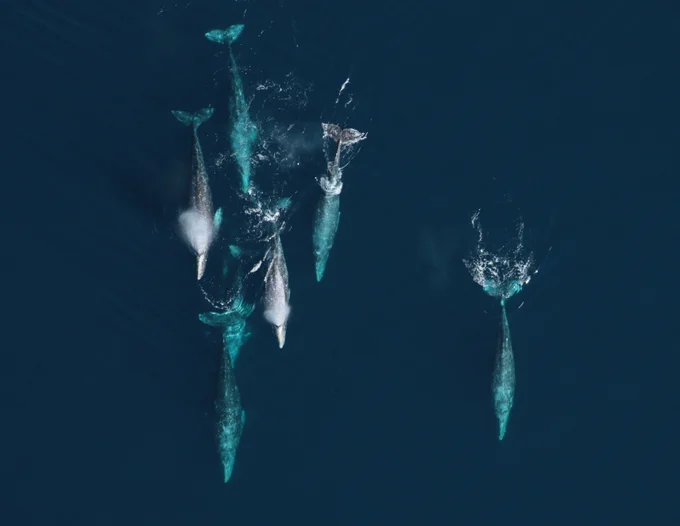 Gray whales migrating south between their summer feeding grounds in the Arctic and wintering lagoons in Mexico. Credit: NOAA Fisheries/SWFSC/MMTD. Permit number 14097.
