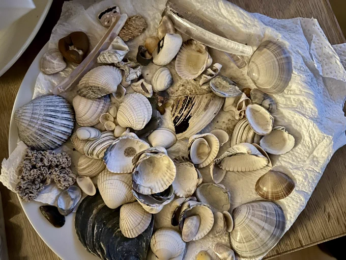 Ein Teller mit vielen verschiedenen Muscheln