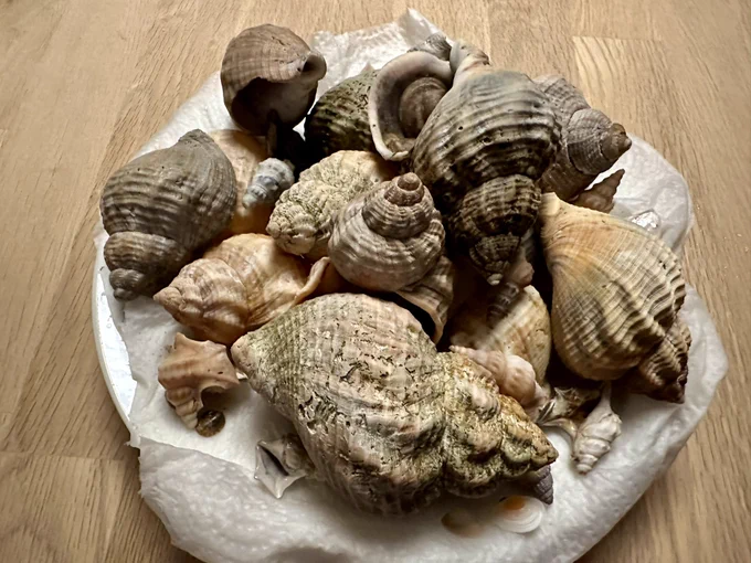 Ein Teller mit vielen verschiedenen Muscheln