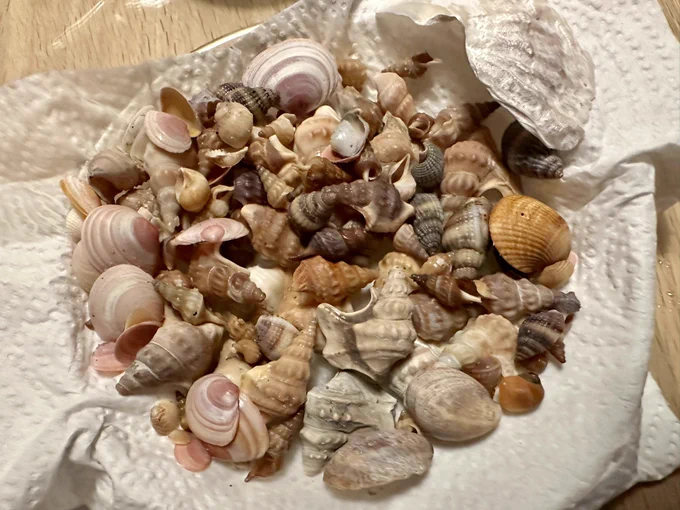 Ein Teller mit vielen verschiedenen Muscheln