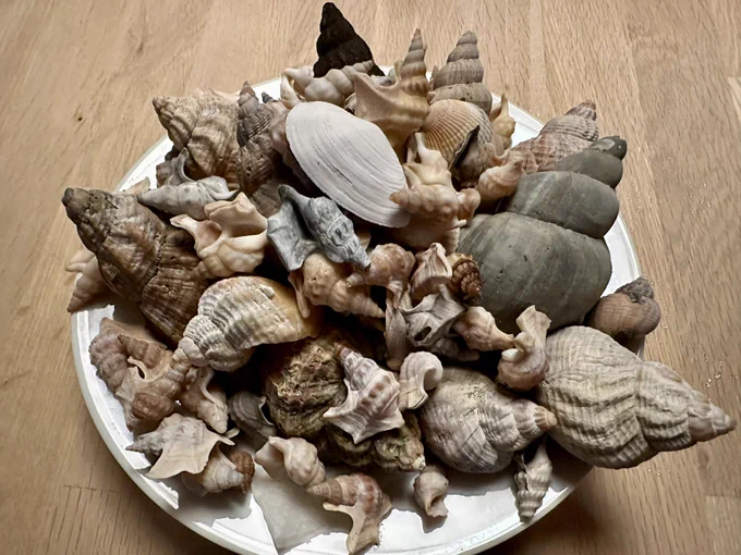Ein Teller mit vielen verschiedenen Muscheln
