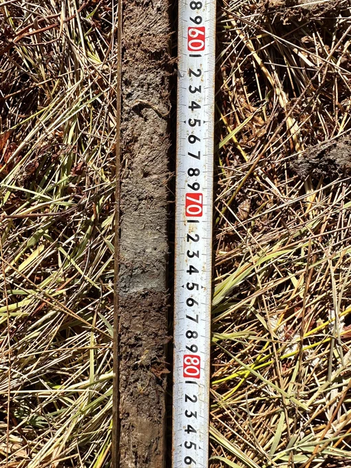 Organic soil buried by tidal mud due to subsidence from the 1700CE Cascadia earthquake