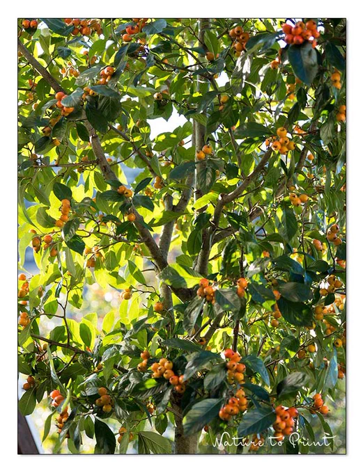 Apfeldorn, kleiner hübscher Baum, der in jeden Garten passt.