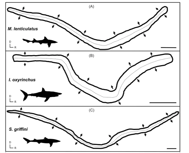 Fig. 2. Tracings of the saccular maculae from three representative shark species, M. lenticulatus (A), I. oxyrinchus (B), and S . g riffini (C), demon- strating the similar shape of the saccule and similar HC orientations (arrows indicate orientation) between species. Note that length and width should not be directly compared, as scales differ. Scale bars = 1000 μm. D = dorsal, R = rostral. 