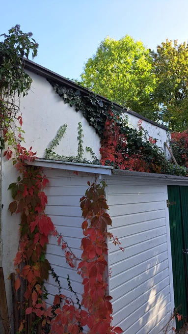 Weißes Holzhäuschen mit grüner Tür, umrankt von buntem Herbstlaub. Darüber der blaue Himmel mit grünen Baumkronen. Copyright: Annegret Handel-Kempf