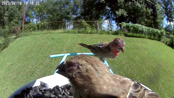 Photo from a feeder webcam showing a diseased female house finches (foreground) feeding with a healthy male house finches (molting his head feathers); Courtesy of Frank Tillman, University of Memphis. 