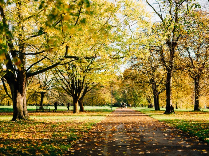 A view along a pathway, which has orange leaves on it, flanked by trees with the leaves being green, yellow and orange in colour. 