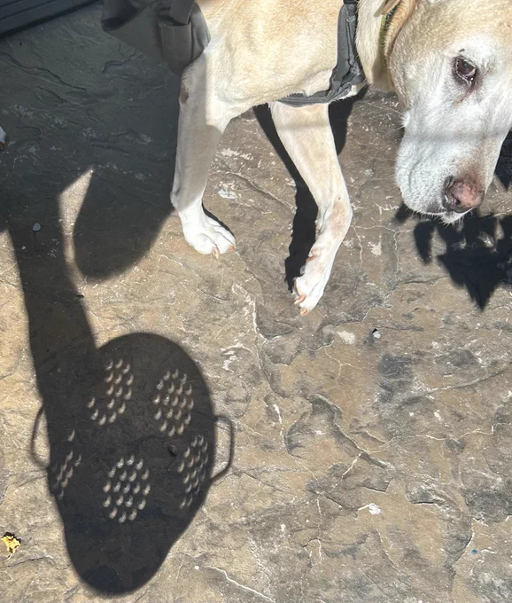 A cute yellow dog stands at a man's feet. The nice man is seen in shadow holding a colander with dozens of crescent suns seen in the holes.
