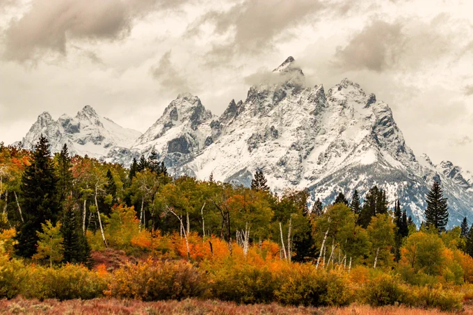 Bright autumn foliage lights up the landscape with the snowy Tetons in the distance. 