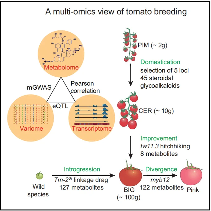 A multi-omics view of tomato breeding Zhu et al., 2018, Cell