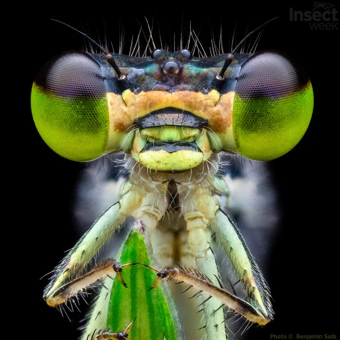 A small damselfly native to eastern North America, credit Benjamin Salb